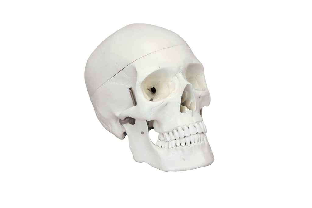 [#020004-S68415] Crâne humain adulte