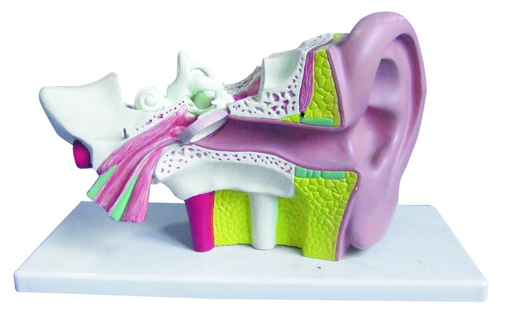 Modèle d'oreille humaine grossissement x3