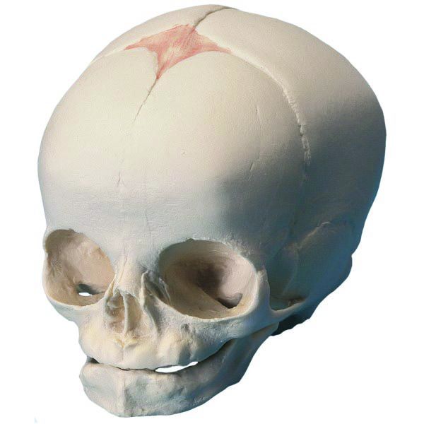 Modèle crâne de fœtus humain - 30 semaines