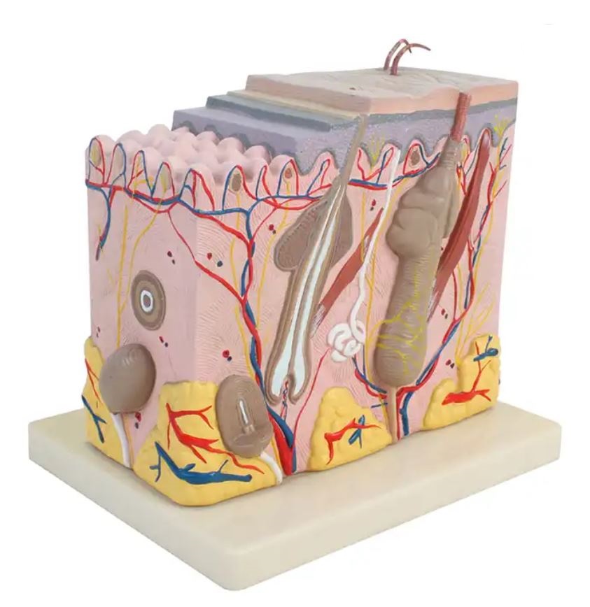 Modèle de coupe de peau - 3 parties