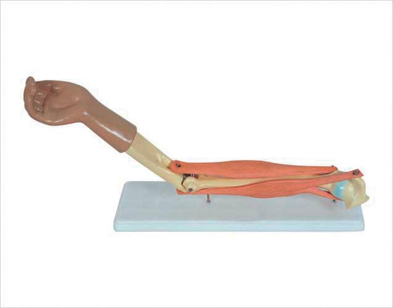 [#020100-S57872] Modèle de coude avec muscles dynamique