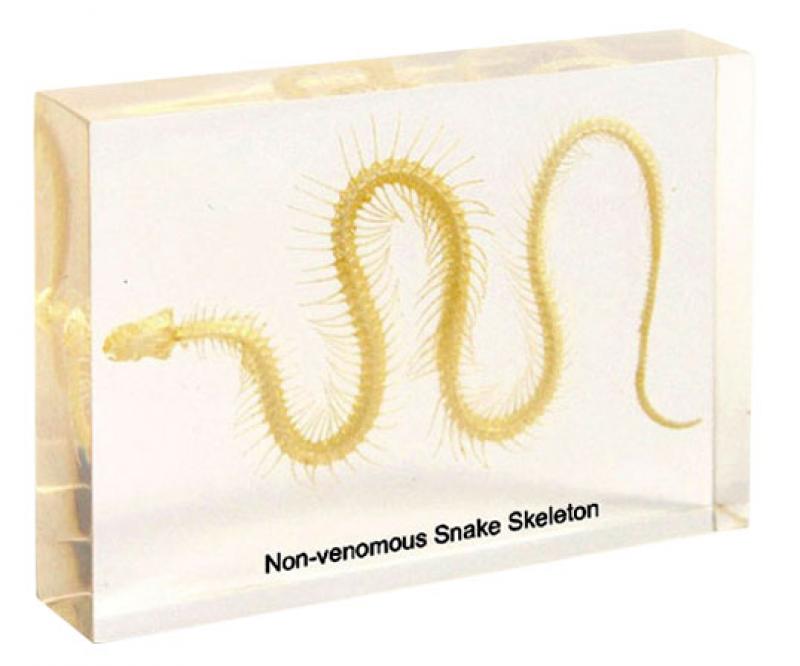 Squelette en inclusion résine : Serpent