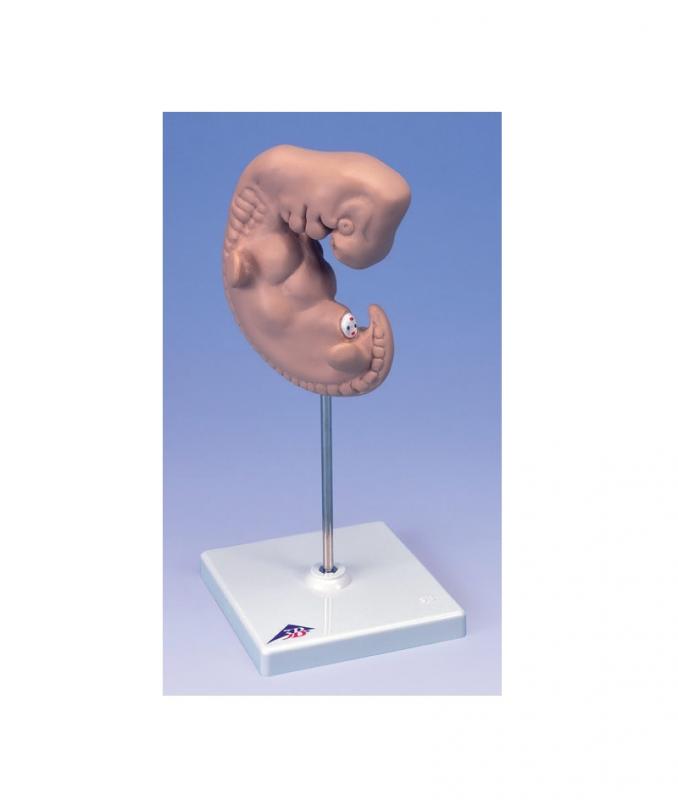 Modèle embryon humain grande taille