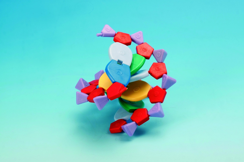 [#029008] Modèle ADN/ARN