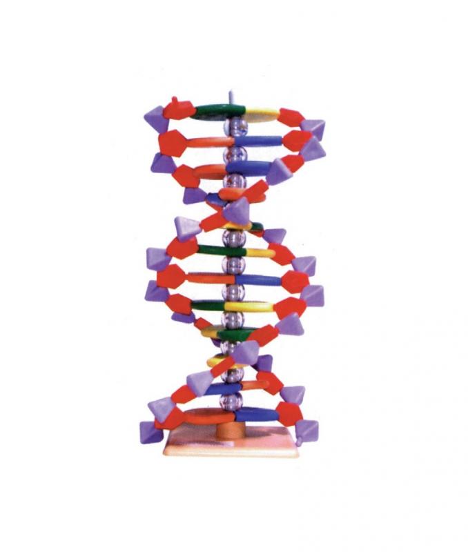 Modèle ADN/ARN