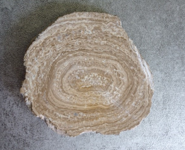 [#031021-S60441] Fossile véritable : Stromatolite coupée et polie