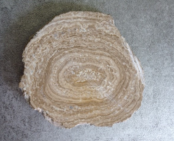 Fossile véritable : Stromatolite coupée et polie