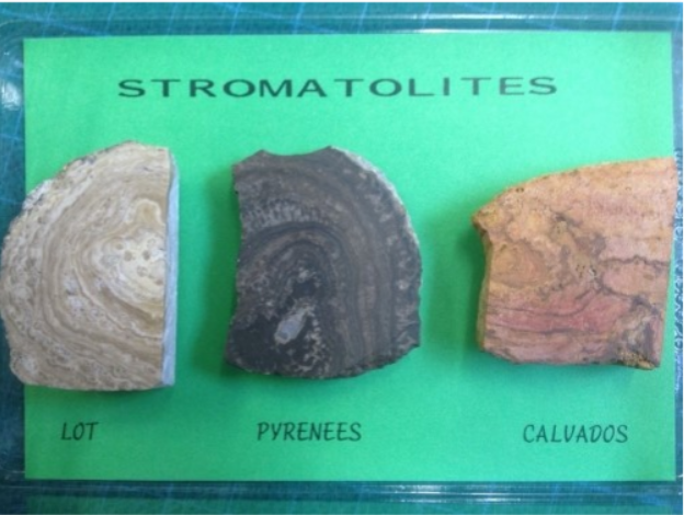 Fossiles véritables : Petits stromatolites polis (lot de 3)
