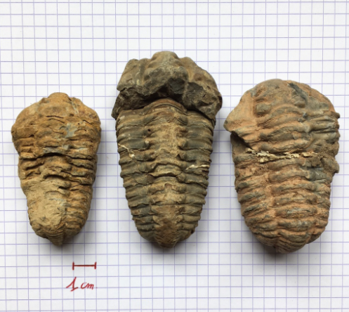 [#031026-S60457] Fossiles véritables : Trilobite (lot de 3)