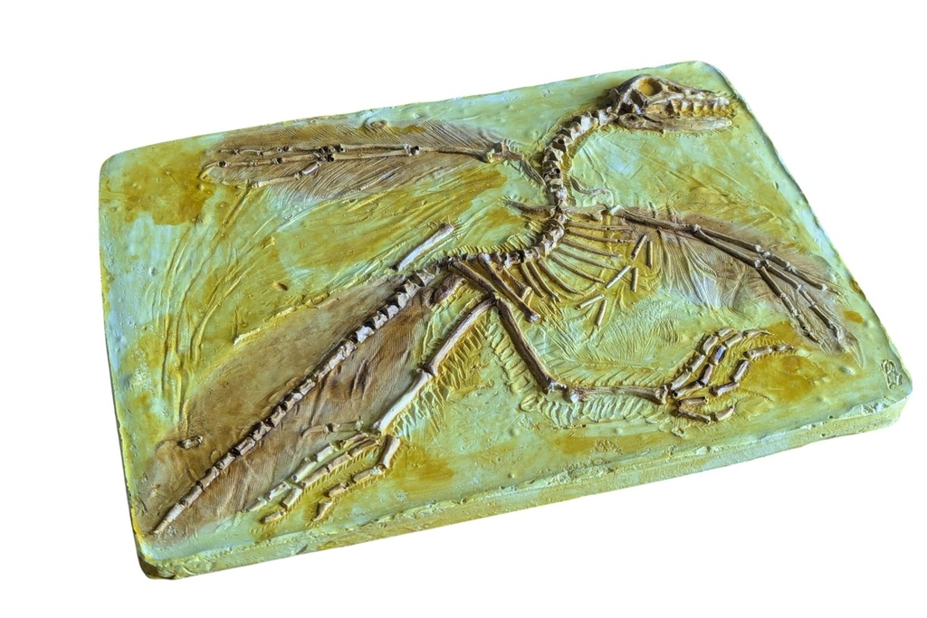 [#031030-S63438] Moulage Archéoptéryx du Jurassique 