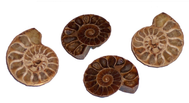 Fossiles véritables : Ammonite - demie (lot de 4)