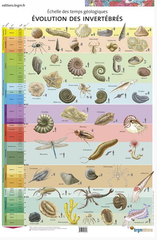 [#053090-S68625] Affiche échelle des temps géologiques : évolution des invertébrés