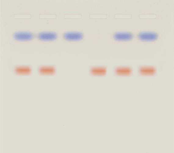 ** Kit de TP - Pourquoi les personnes sont différentes physiquement?