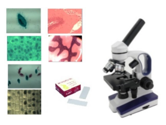 Préparation microscopique: Algues: Diatomées entières