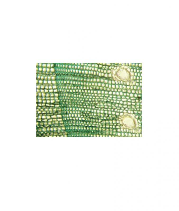 Préparation microscopique: Cône mâle pin sylvestre CL
