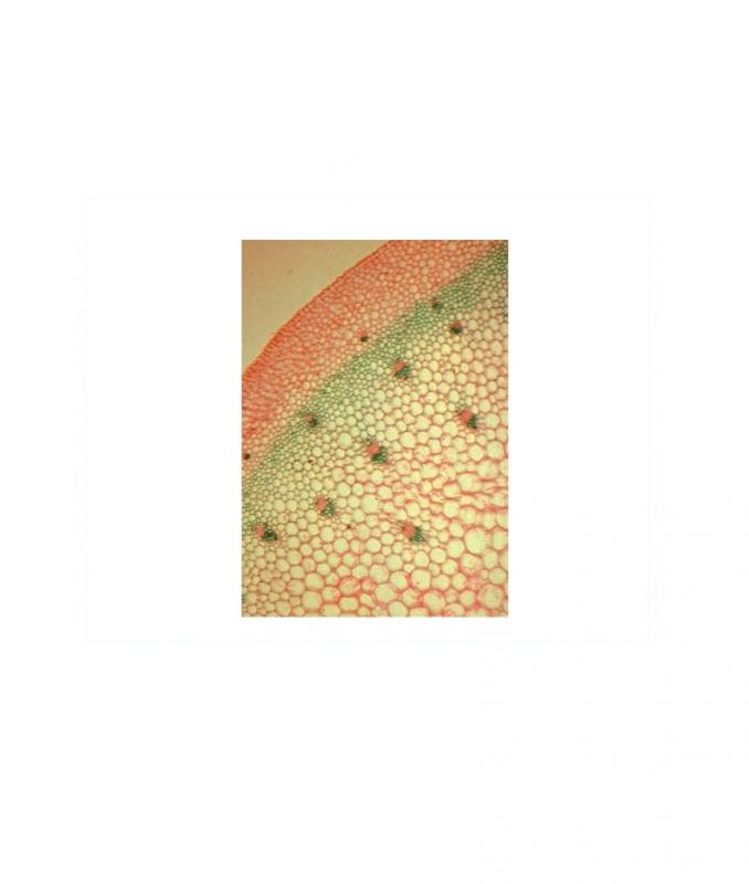 Préparation microscopique: Pétiole dicotylédone CT
