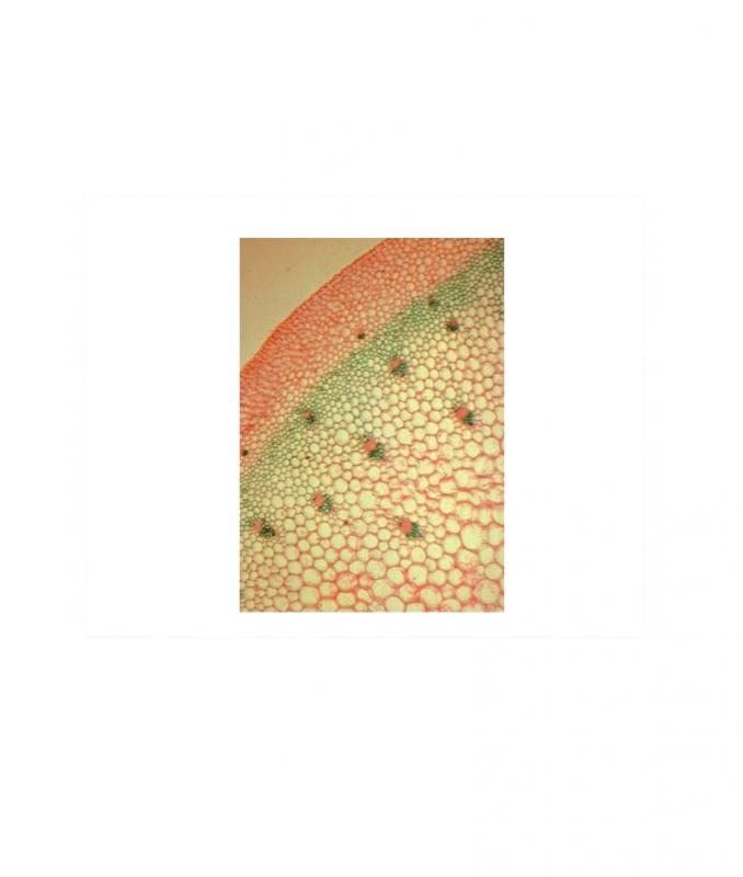 [027124-S60555] Préparation microscopique: Racine monocotylédone CT