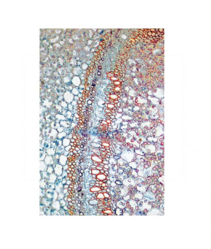 [S60571] Préparation microscopique: Bryone tige CT