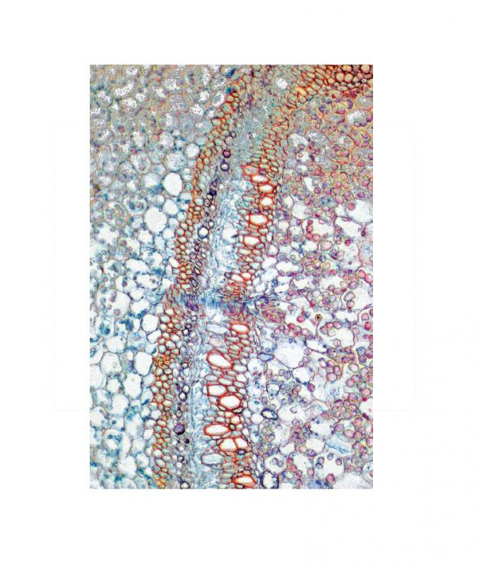 Préparation microscopique: Mercuriale tige/racine II CT