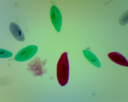 Préparation microscopique: Paramécie paramecium entier 