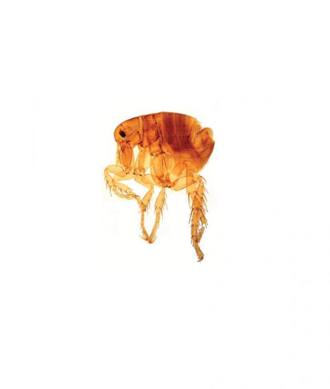 [S60616] Préparation microscopique: Larve de moustique (culex)