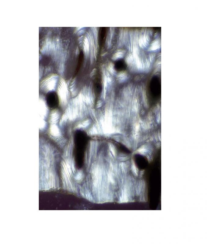 Préparation microscopique: Mitochondries (foie batracien)