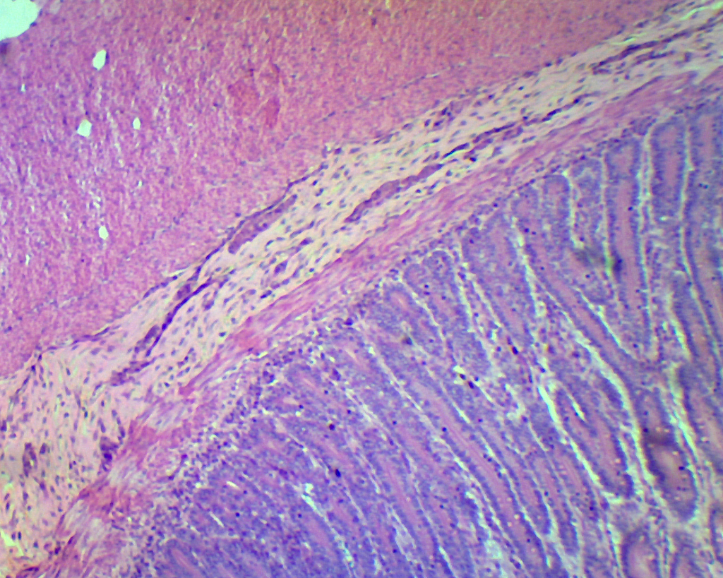 [027334-S01125] Préparation microscopique: Préparation microscopique: Muscle 3 types chien 