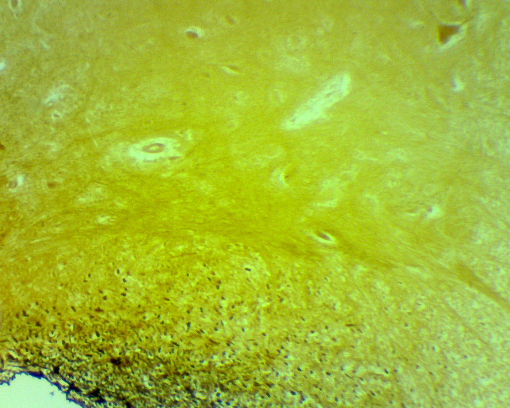 [027197-S01103] Préparation microscopique: Moëlle épinière lapin CT