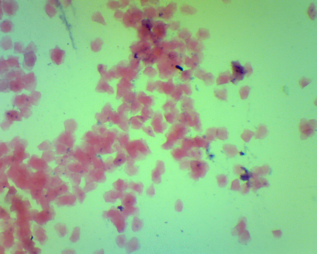 [027009-S60464] Préparation microscopique: Cellule buccale de l'homme