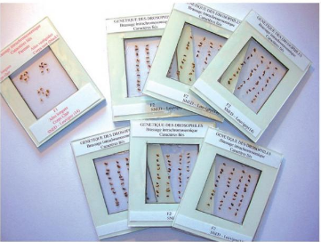 [027079-S63952] Coffret génétique des drosophiles (Monohybridisme (forme des ailes))