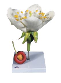 [#020087-S66455] Fleur de cerisier avec fruit