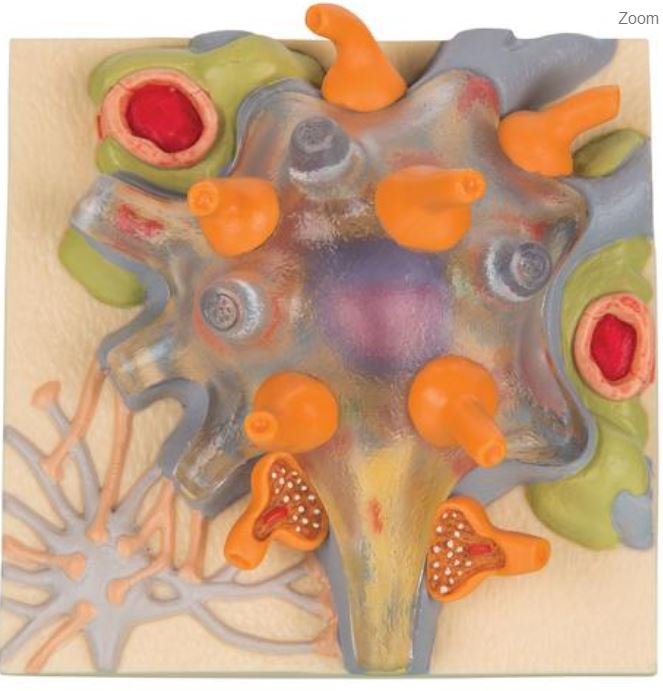 La cellule nerveuse