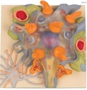 La cellule nerveuse