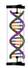 Modèle double hélice ADN