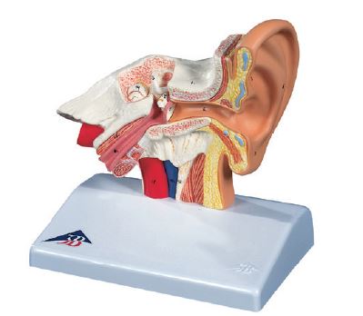 Modèle oreille 1.5 fois