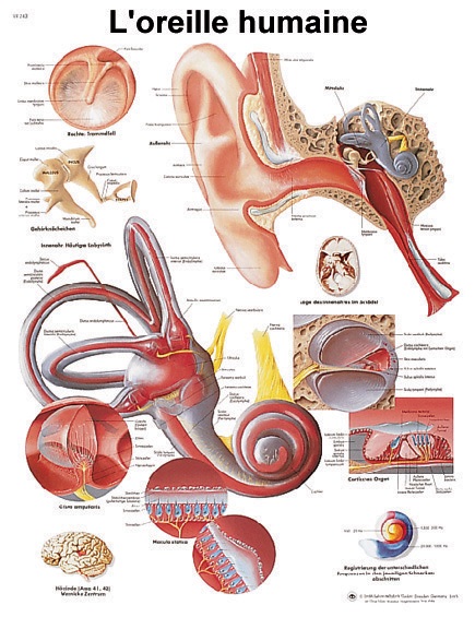 Planche 50x67 cm : Oreille humaine