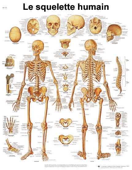[S61830] Planche 50x67 cm : Squelette humain
