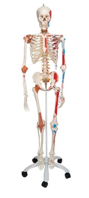 Squelette avec ligaments et muscles