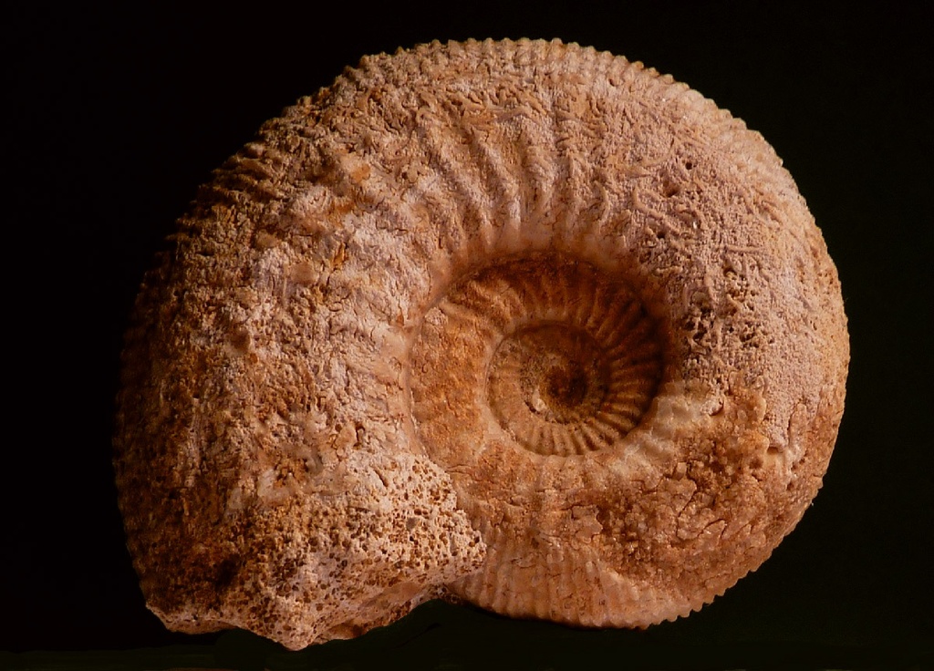 Ammonites caractéristiques d'étages (7 moulages)