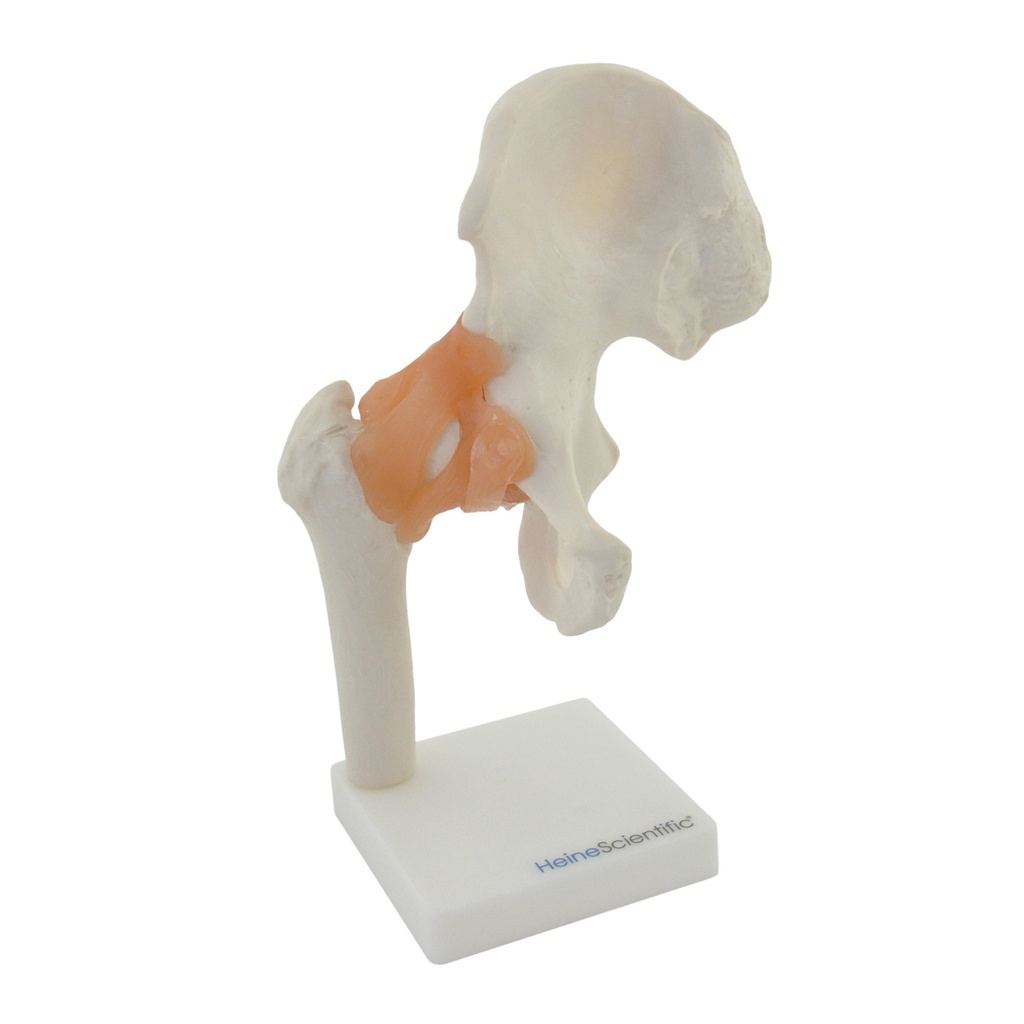 Articulation de la hanche avec ligaments