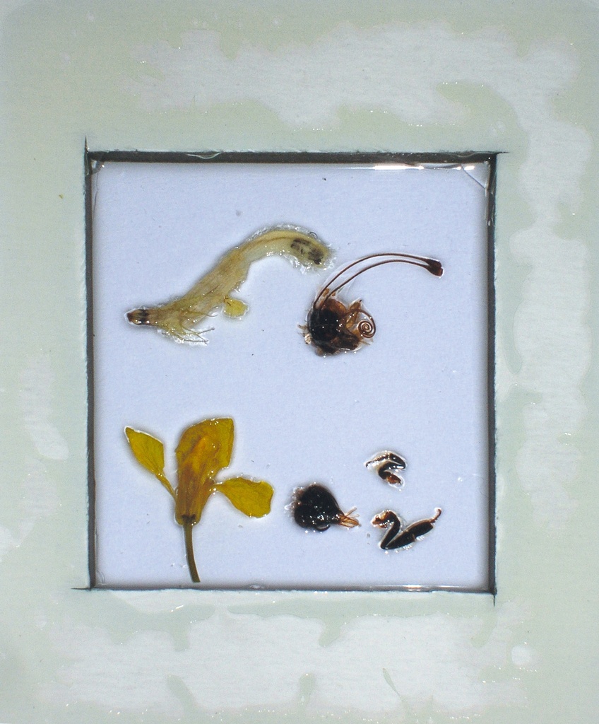 Association fleurs/insectes