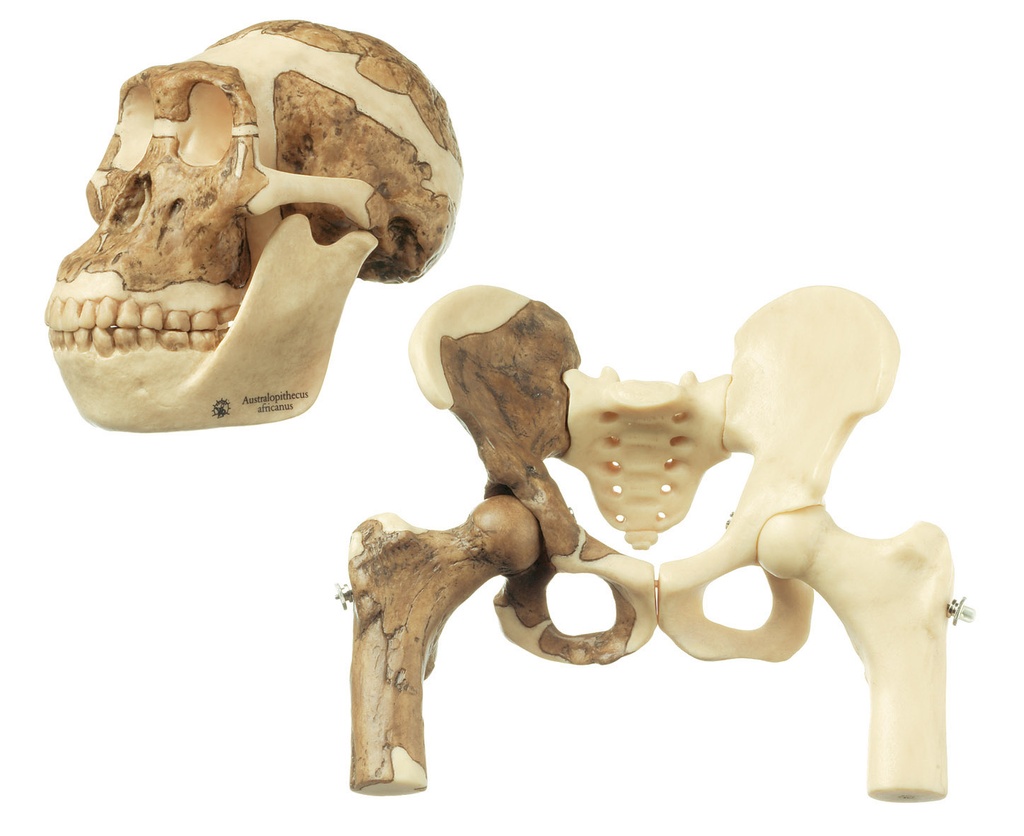 Bassin d'Australopithèque SOMSO S 5/STS14