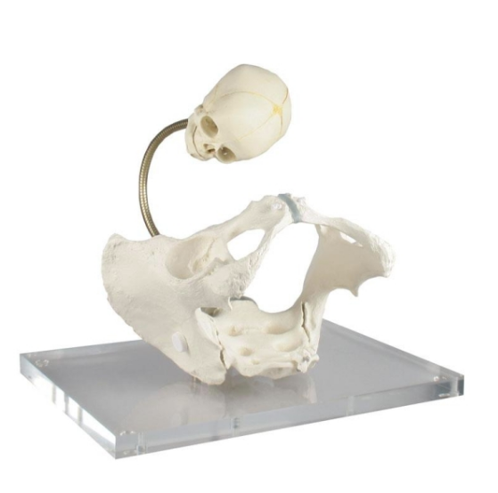 Bassin de démonstration accouchement