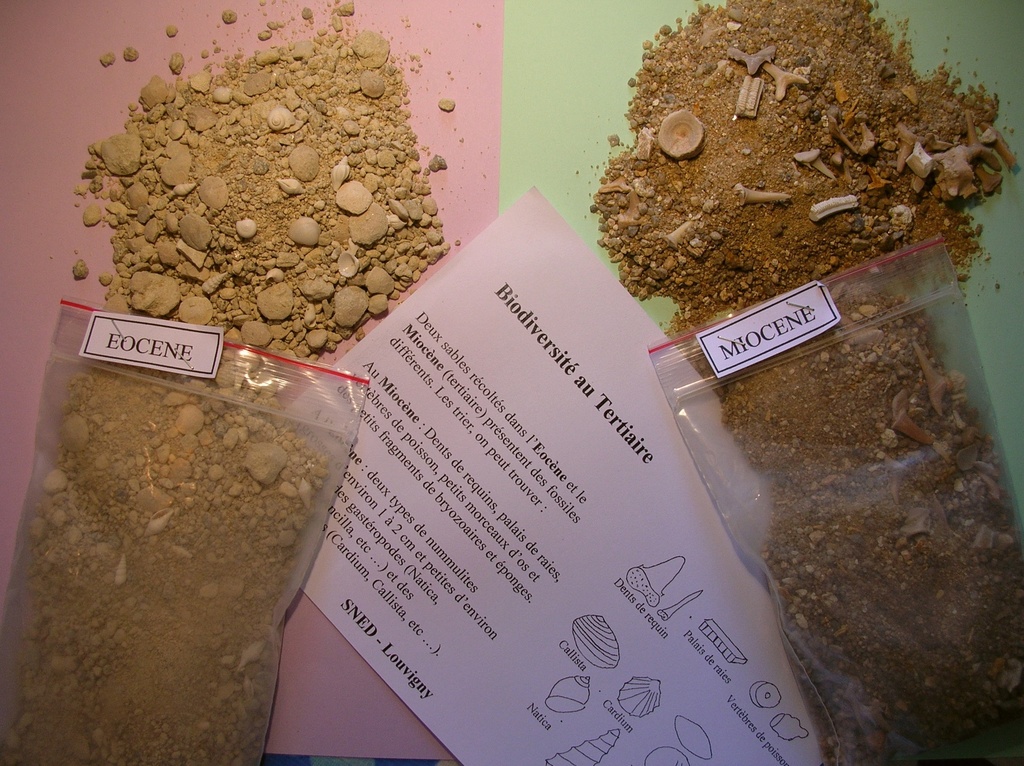 Biodiversité du III ERE