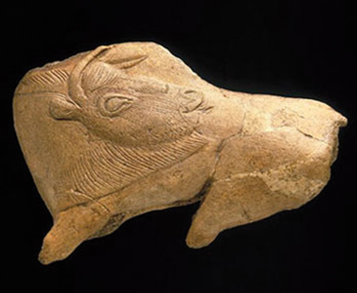 Bison se léchant