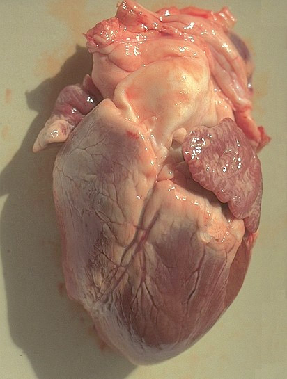 Coeur de porc congelé