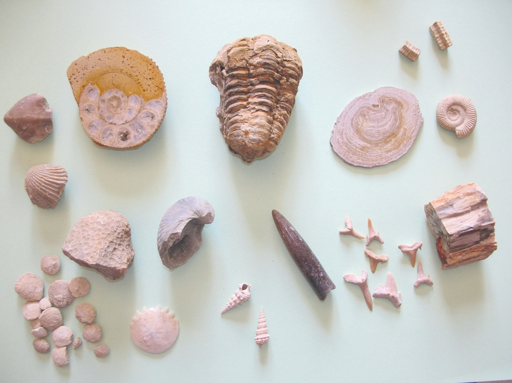 Collection de 15 véritables fossiles