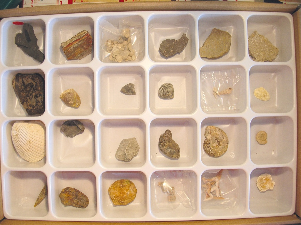 Collection de 24 moulages de  fossiles