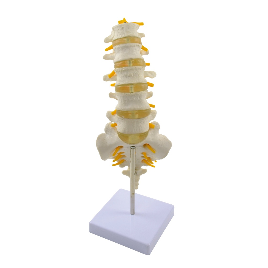 Colonne vertébrale avec nerfs et disques