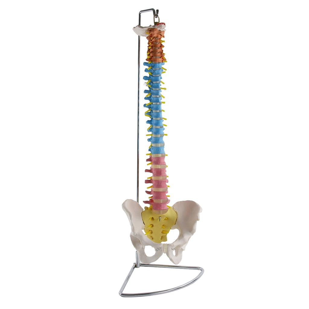 [S68423] Colonne vertébrale didactique avec bassin